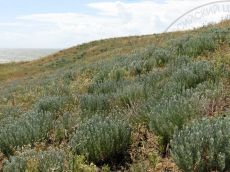 Bellevalia-speciosa_Поливадина_стация